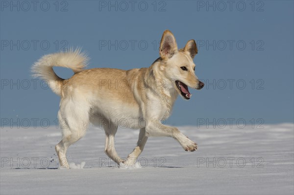 Female mongrel dog in the snow