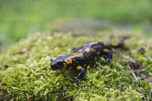 Fire Salamander