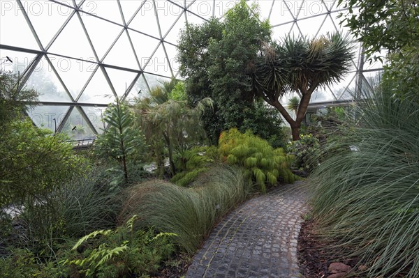 Mediterranean vegetation in the greenhouse