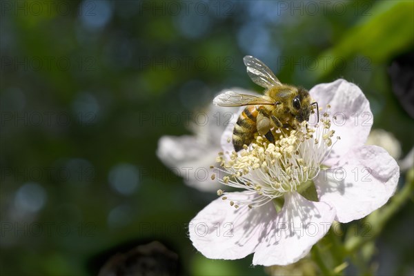 European honey bee