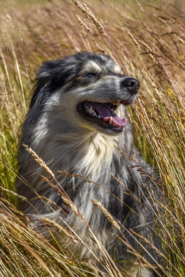 Dog in wheat field