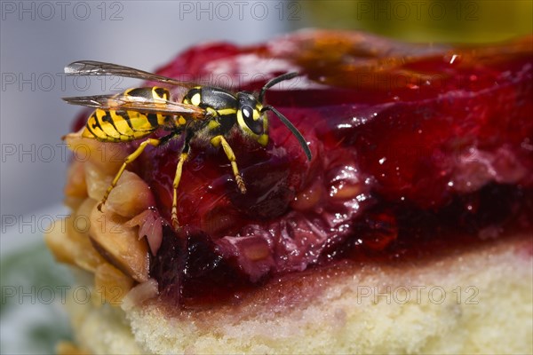 German Wasp