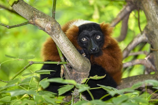 Red Ruffed Lemur