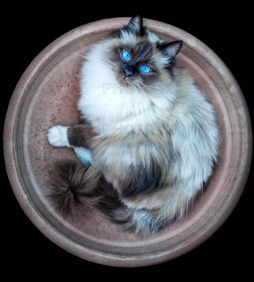 Birman cat