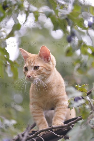 Young domestic cat