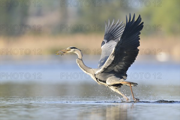Grey Heron