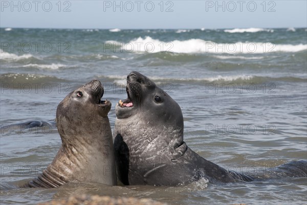 Southern elephant seals