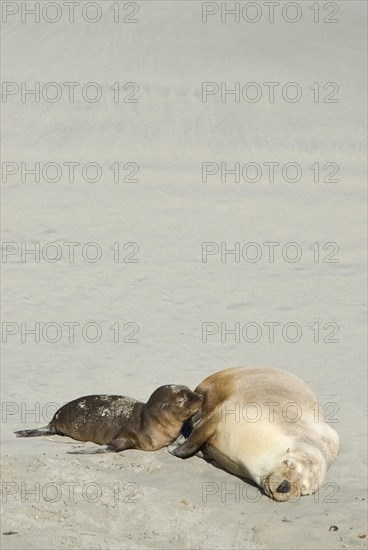 Australian sea lion