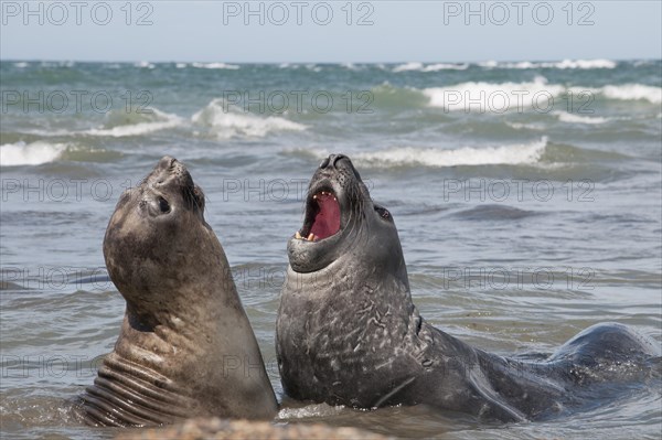 Southern elephant seals