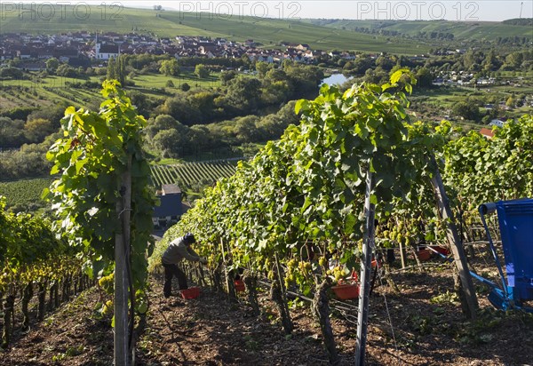 Grape harvest at Mainschleife