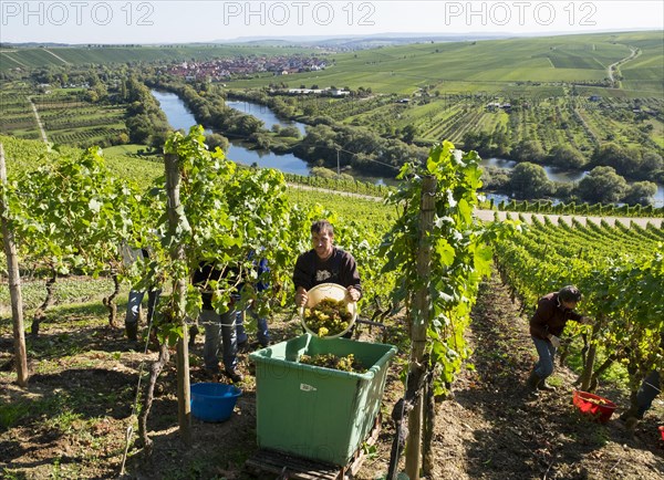 Grape harvest at Main river