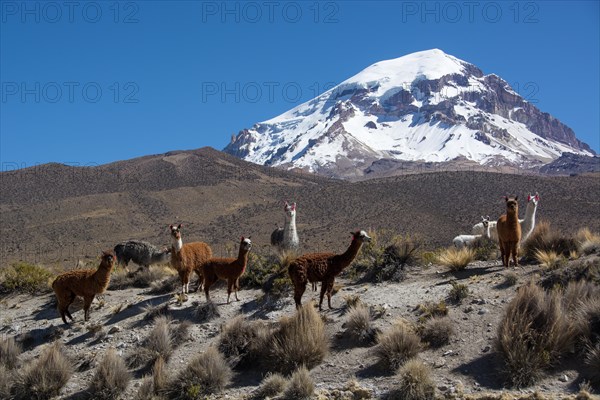Herd of llamas