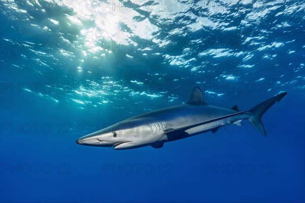 Blue shark