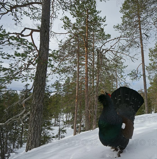 Western Capercaillie