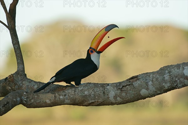 Common toucan or toco toucan