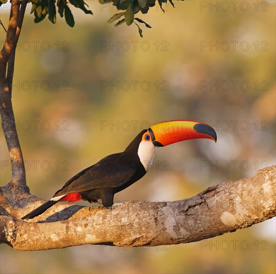 Common toucan or toco toucan