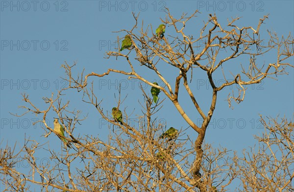 Monk parakeets