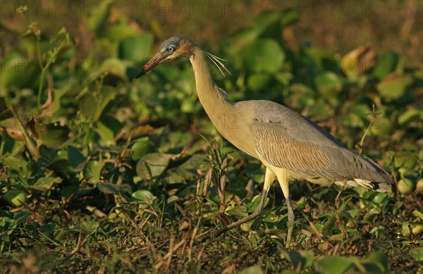 Whistling heron