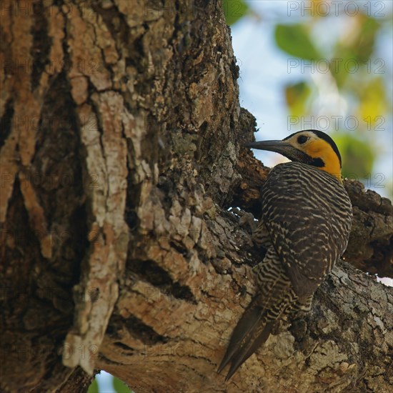 Campo Flicker