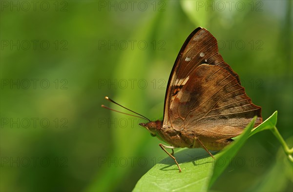 Nymphalidae