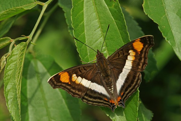 Nymphalidae