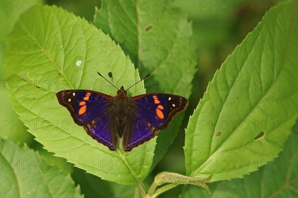 Nymphalidae