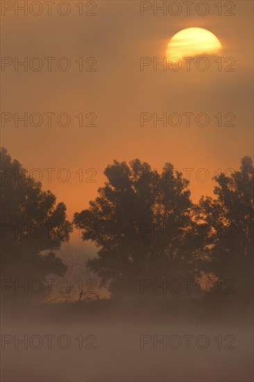 Morning atmosphere in the fog during sunrise