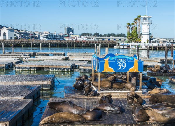 California Sea Lions