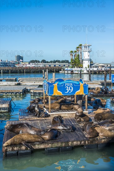 California Sea Lions