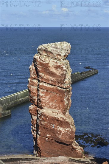Colony of northern gannets