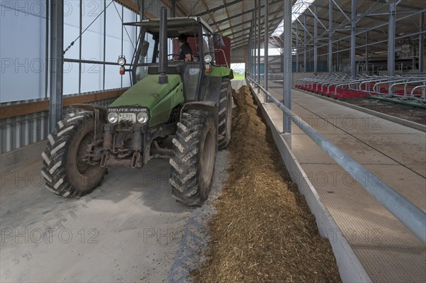 Tractor filling the feed alley in a modern cattle barn