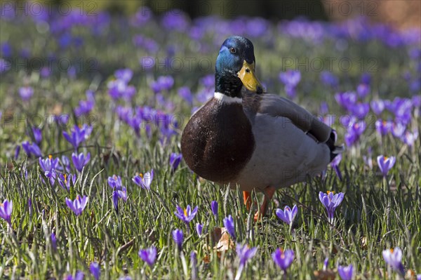 Mallard or wild duck