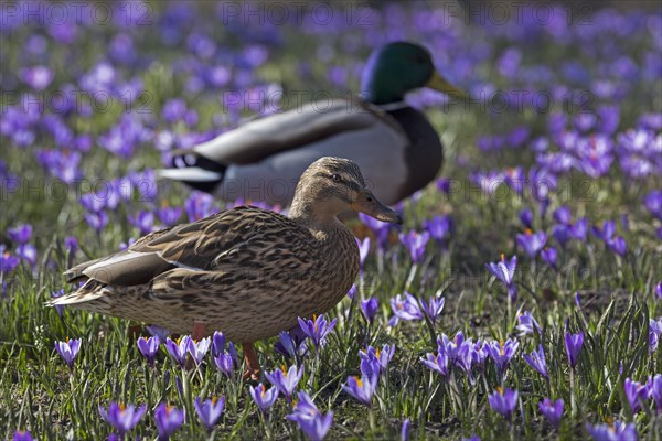 Mallards or wild ducks