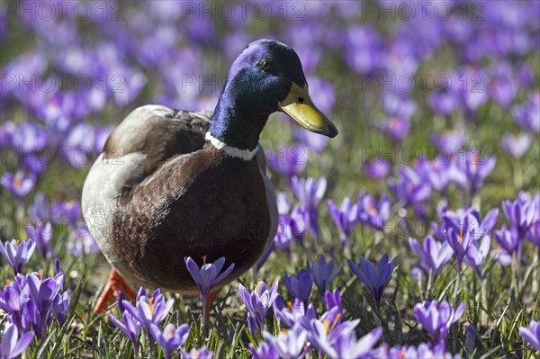Mallard or wild duck