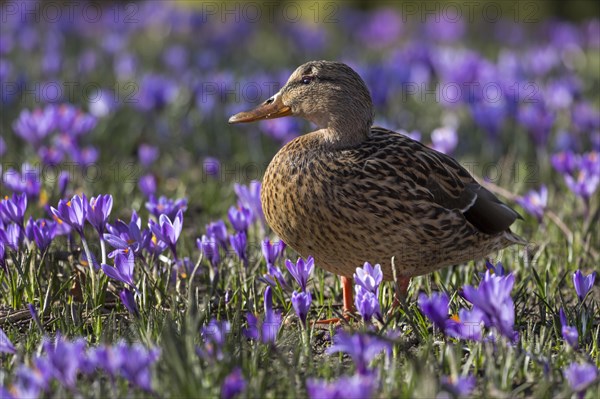 Mallard or wild duck