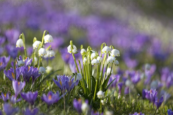 Spring snowflakes