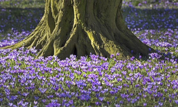 Crocus