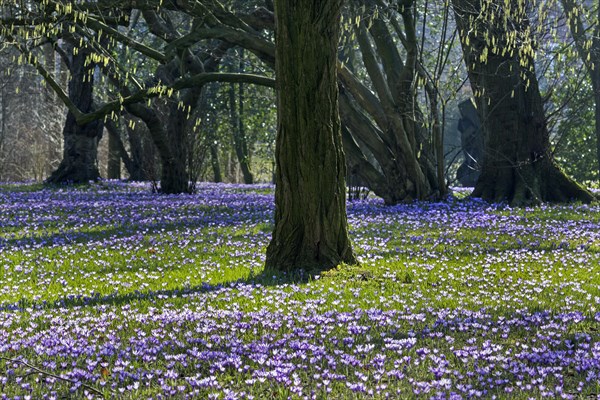 Crocus