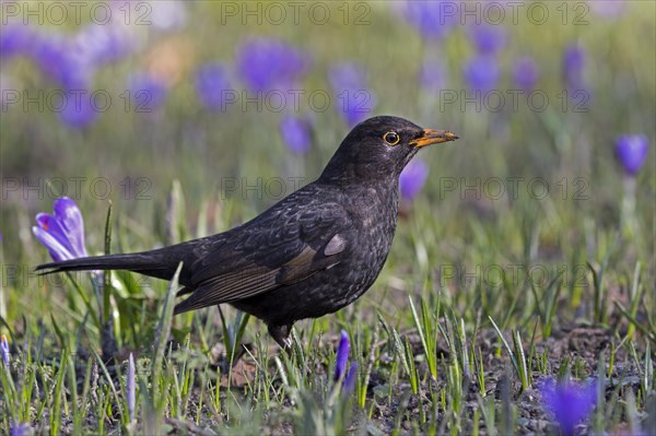 Common blackbird