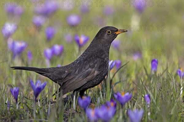 Common blackbird