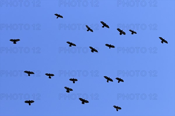 Alpine choughs