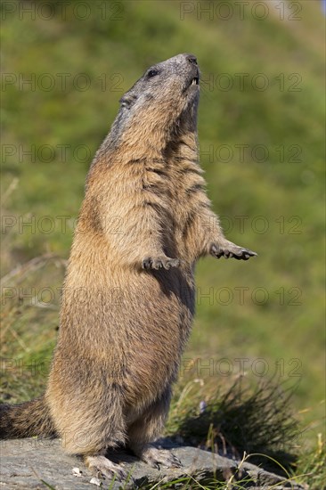 Alpine marmot