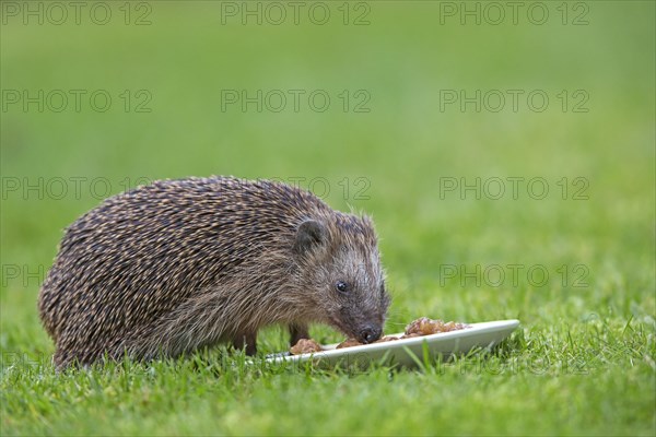 Hedgehog