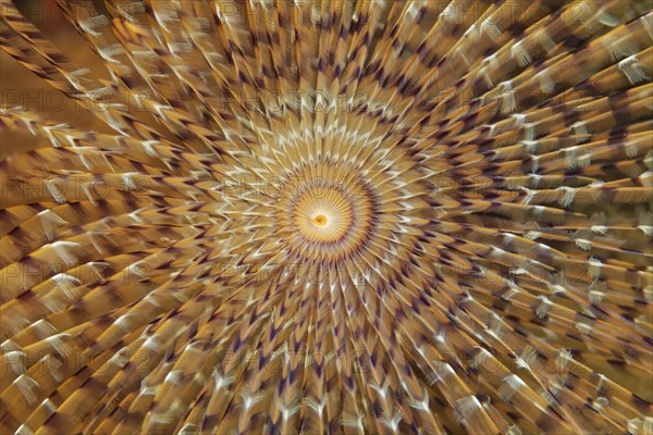 Head of a Mediterranean fanworm