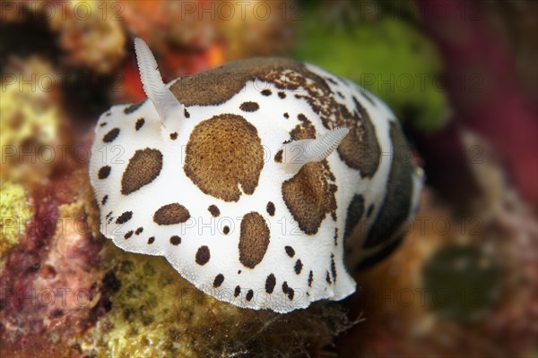 Nudibranch