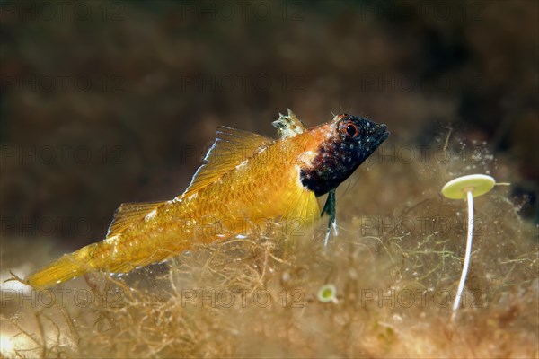 Blenny