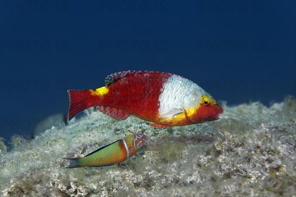 Mediterranean parrotfish