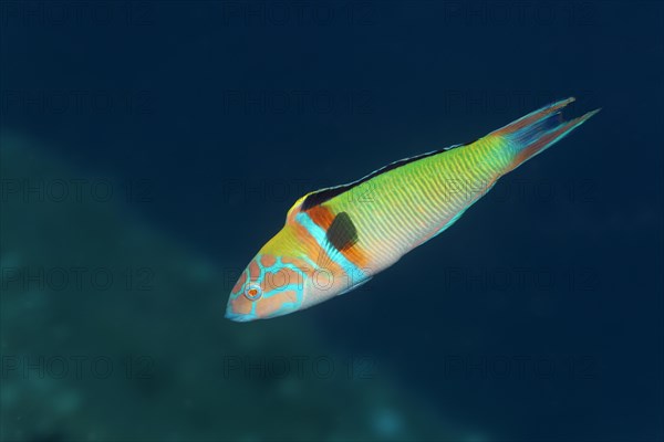 Ornate wrasse