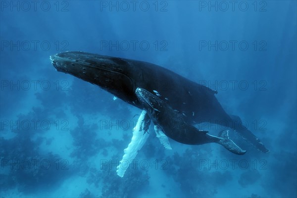 Humpback whale