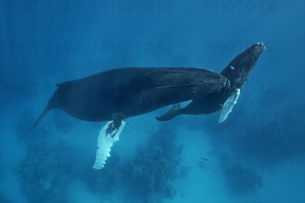 Humpback whale